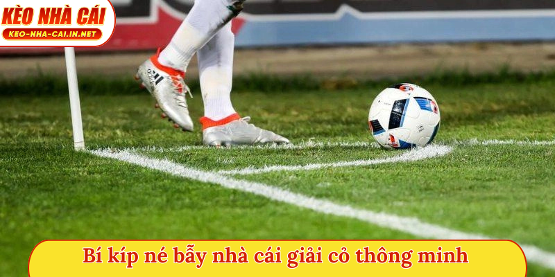 Bí kíp né bẫy nhà cái giải cỏ thông minh